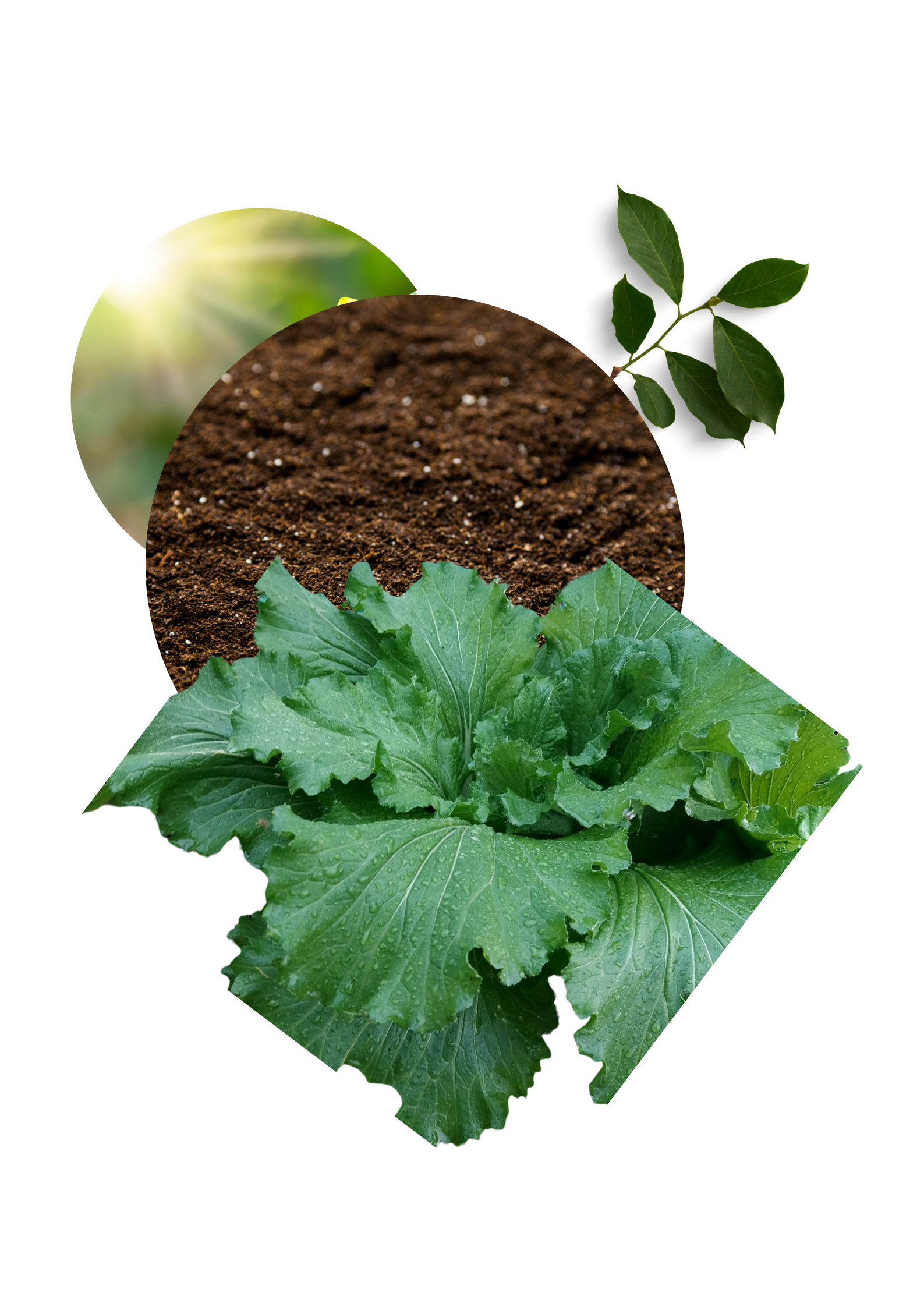 Plant illustration